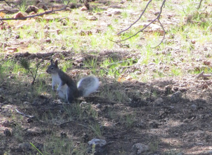 The famous Kaibab Squirrel.  It sure didn't want its picture taken.