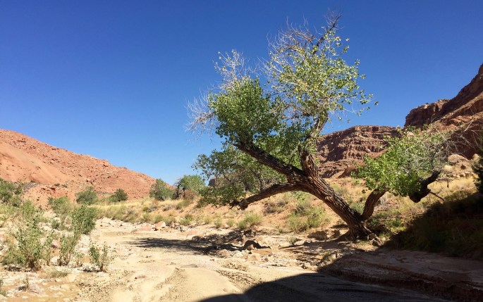 Few trees here are so well-positioned that they can survive the ravages of time