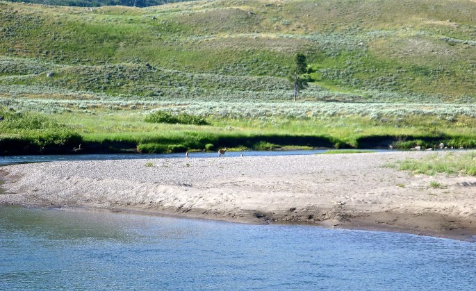A doe and her two fawns come down for a drink near my campsite