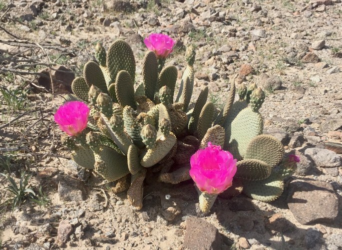 Every now and then I'd find a prickly pear in bloom