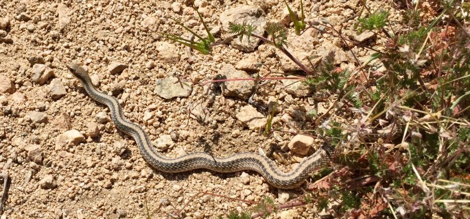 Venomous or not, these critters aways cause some initial excitement.
