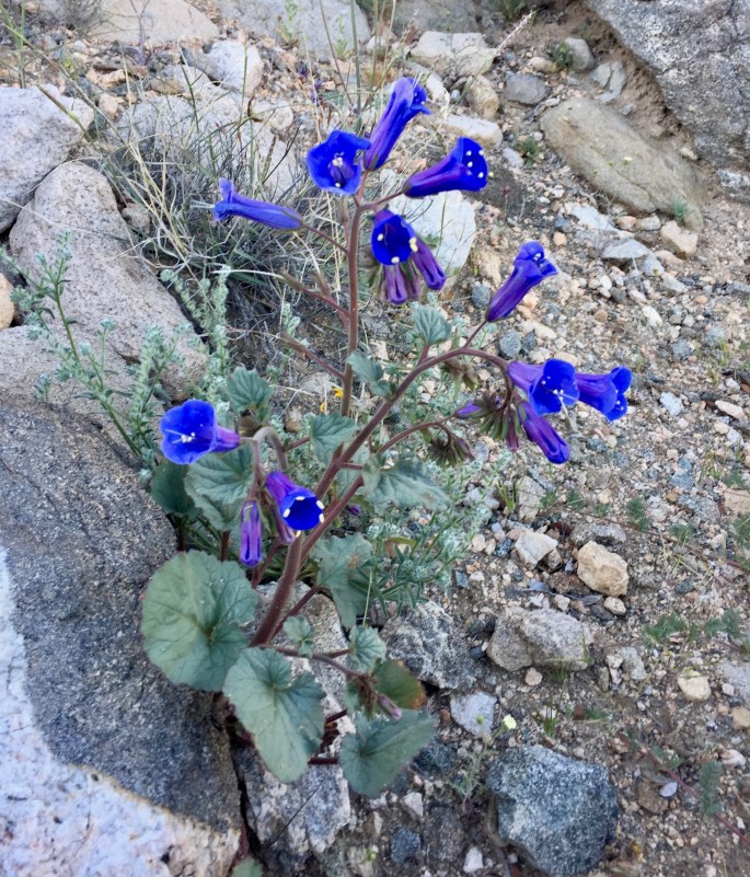 I don't know what these are called, but they're not common.