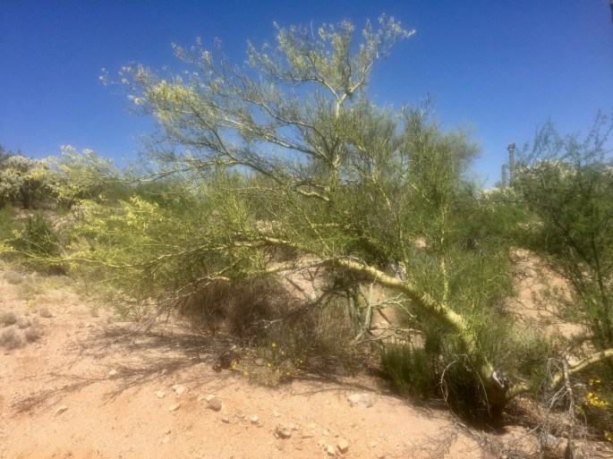 This is not a camera trick.  The trunk is really a yellowish greeen.