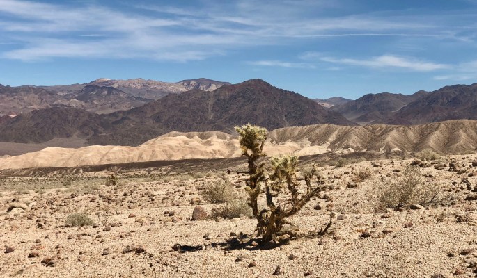 A cholla cactus adds a bit of life to this vast (and fascinating) barrenness