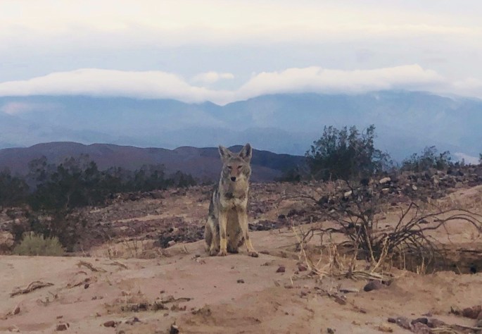 An early morning visitor to my camp.  Shot from 25 feet away.