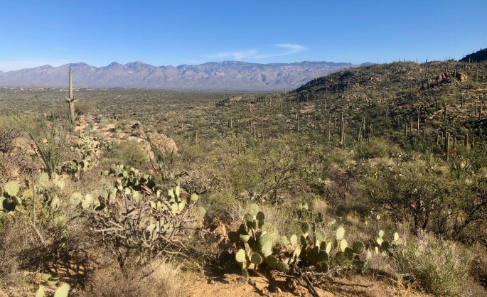 At low elevations, the area is a cactus forest.