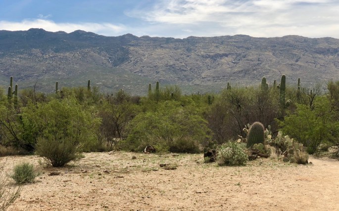 Various types of cacti with moutains behind. What you might expect.