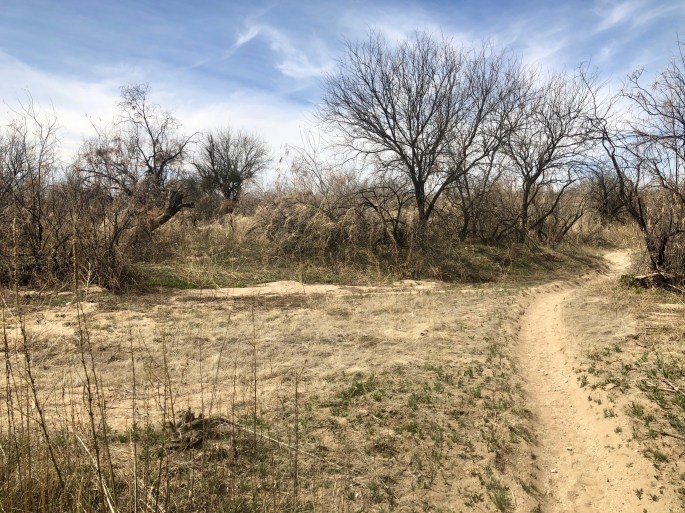 There are also trees here. You find them in the lowlands, by washes.