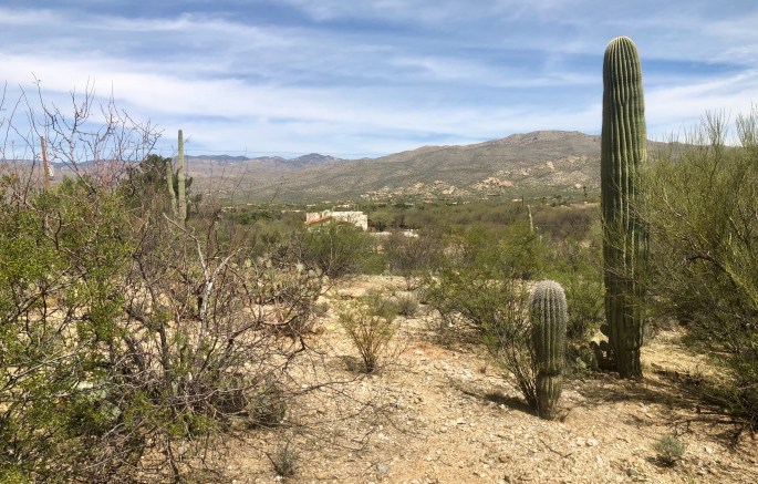 Desert cacti, a city, power lines. Am I really in a national park?