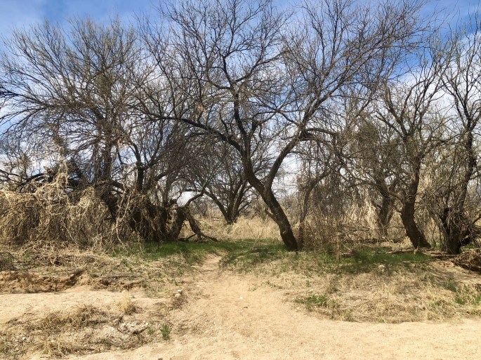 Surprise! There are also trees here.