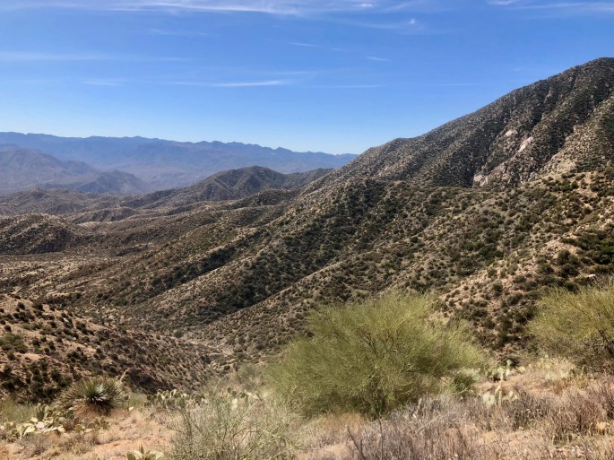 Bushes dot the landscape like spots on a leopard.