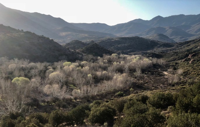 Soft morning light highlights the trees along Sycamore Creek