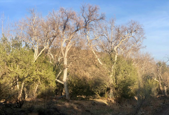 Medium size sycamore trees