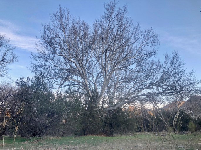A large sycamore tree