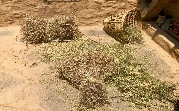 These bundles contain something akin to a peanut