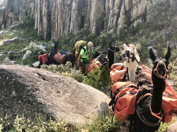 If you don't like mules, let llamas carry your gear.