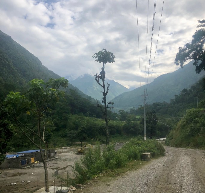 This man was curring something down from the top of the tree