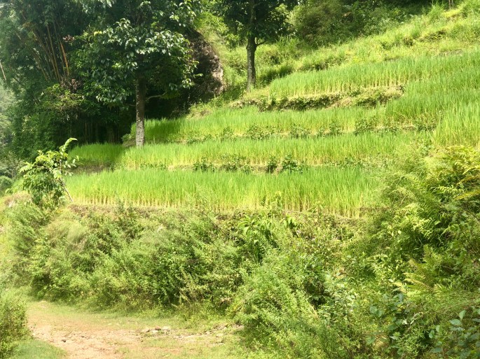 Rice grows in paddies on terraced fields in the lower elevations