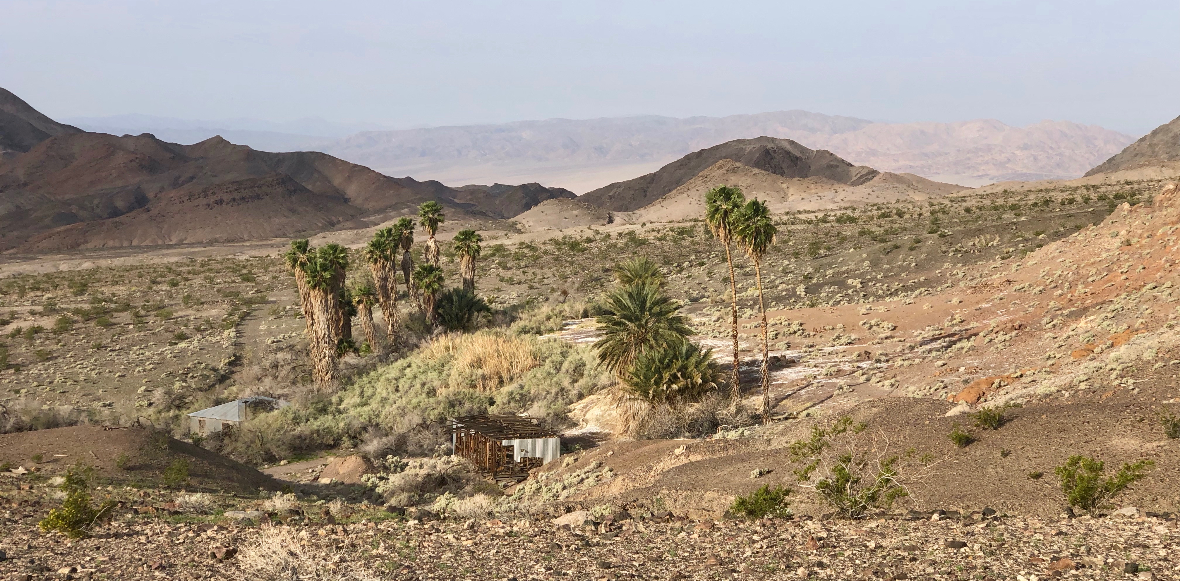 Palm trees  at the Ibex spring.  Many abandoned building hint at the past.