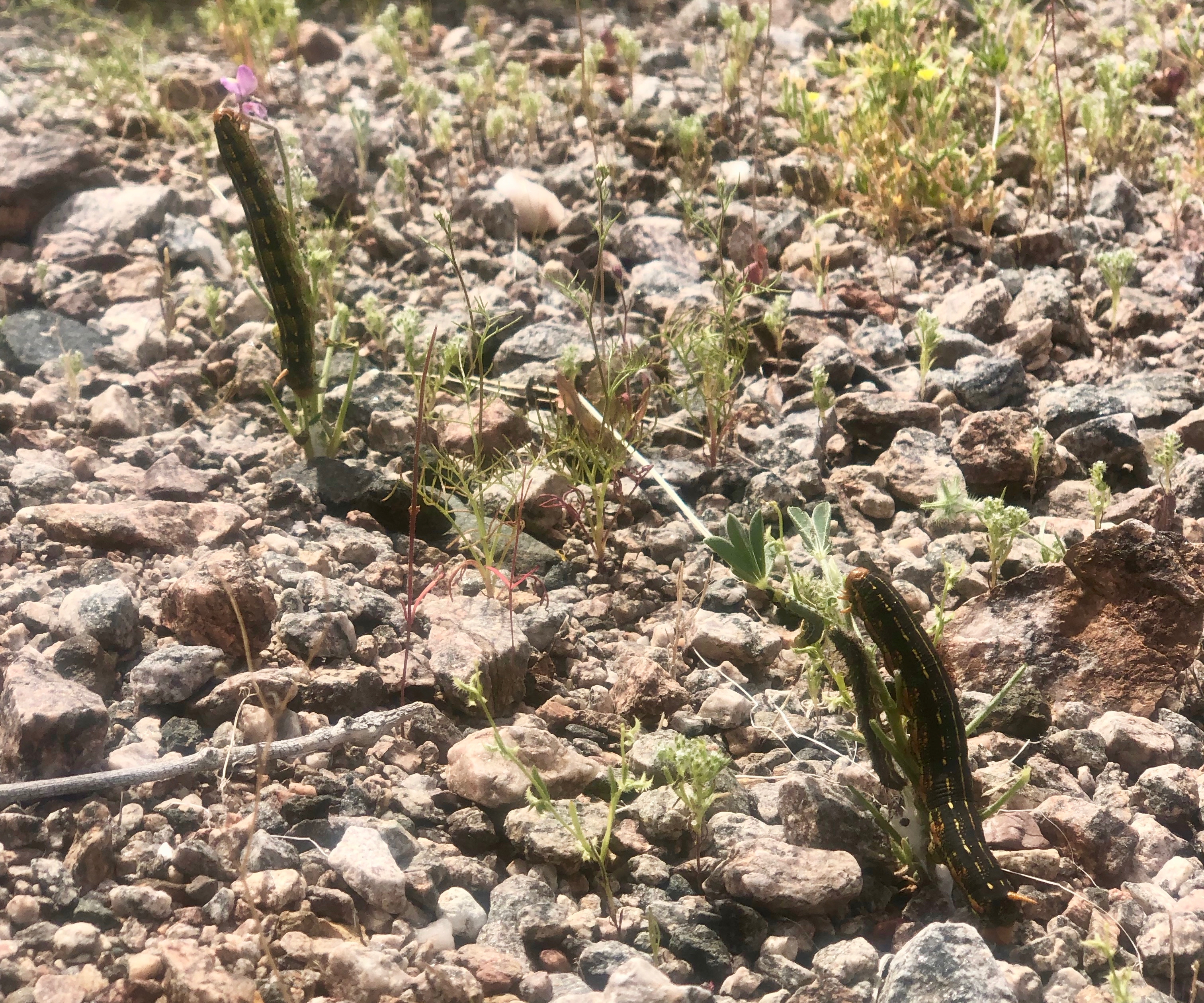 You won't believe what these White-Lined Sphinx caterpillars will become