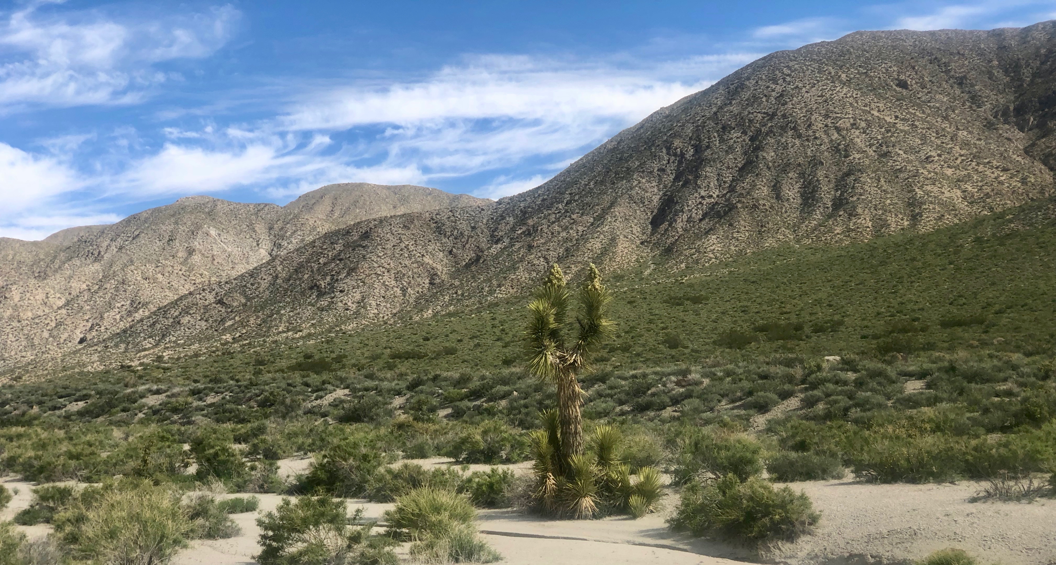 Lone Joshua trees are hard to find.  This one is in Last Chance Canyon.