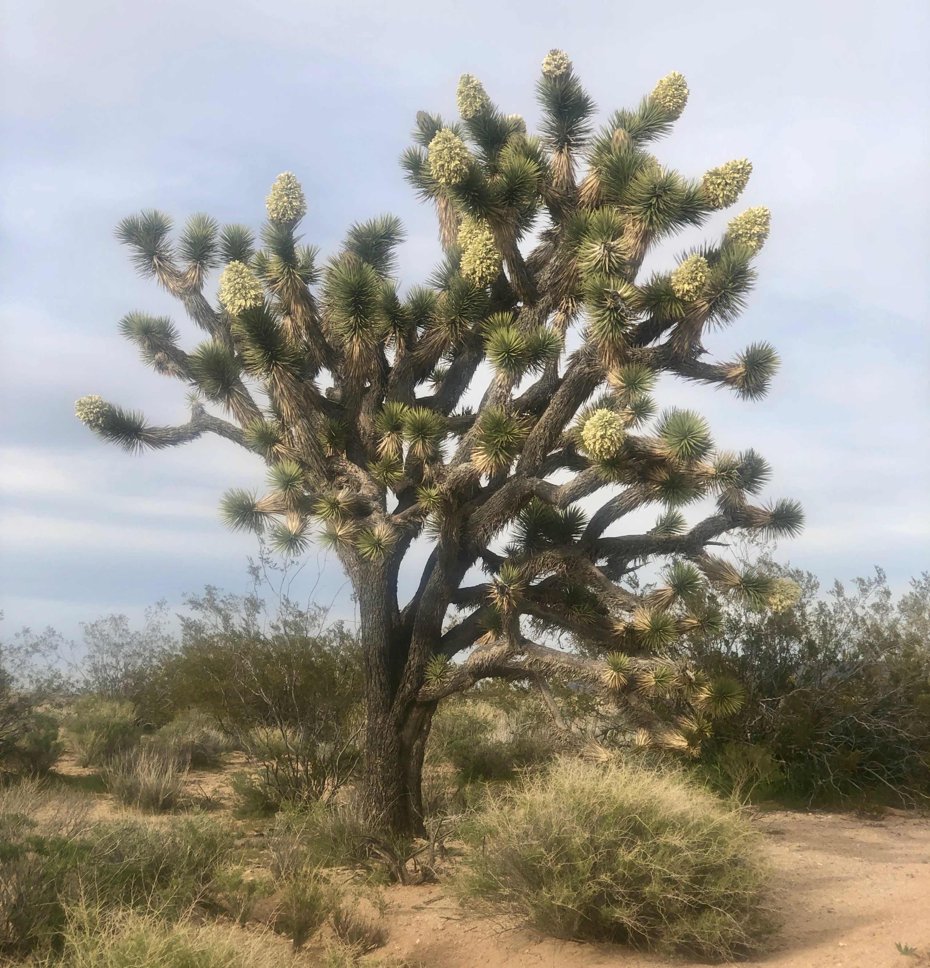Some of the Joshua trees were in bloom.