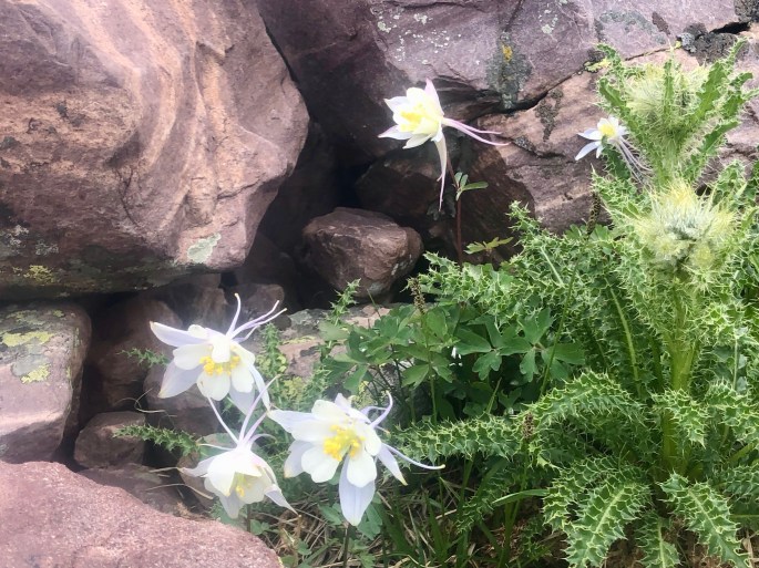 Unusually beautiful flowers.  I think this was the only place I saw this knd.