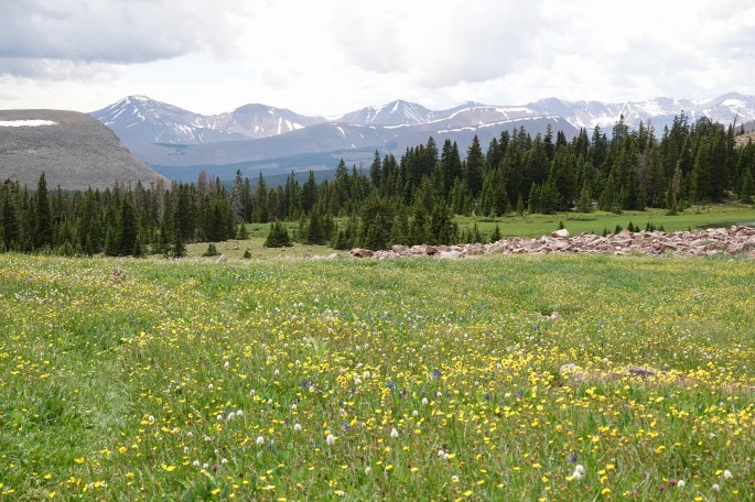 Like wildflowers?  They seemed to be rather common when I was there.
