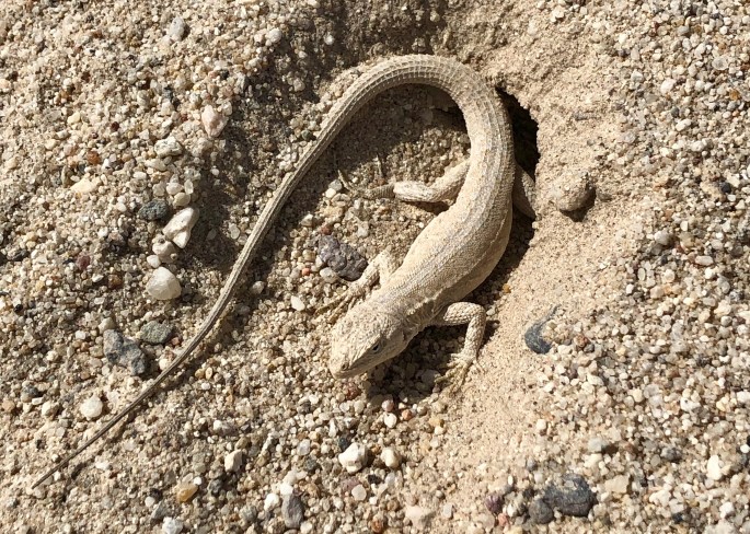 This lizard certainly has the right coloring