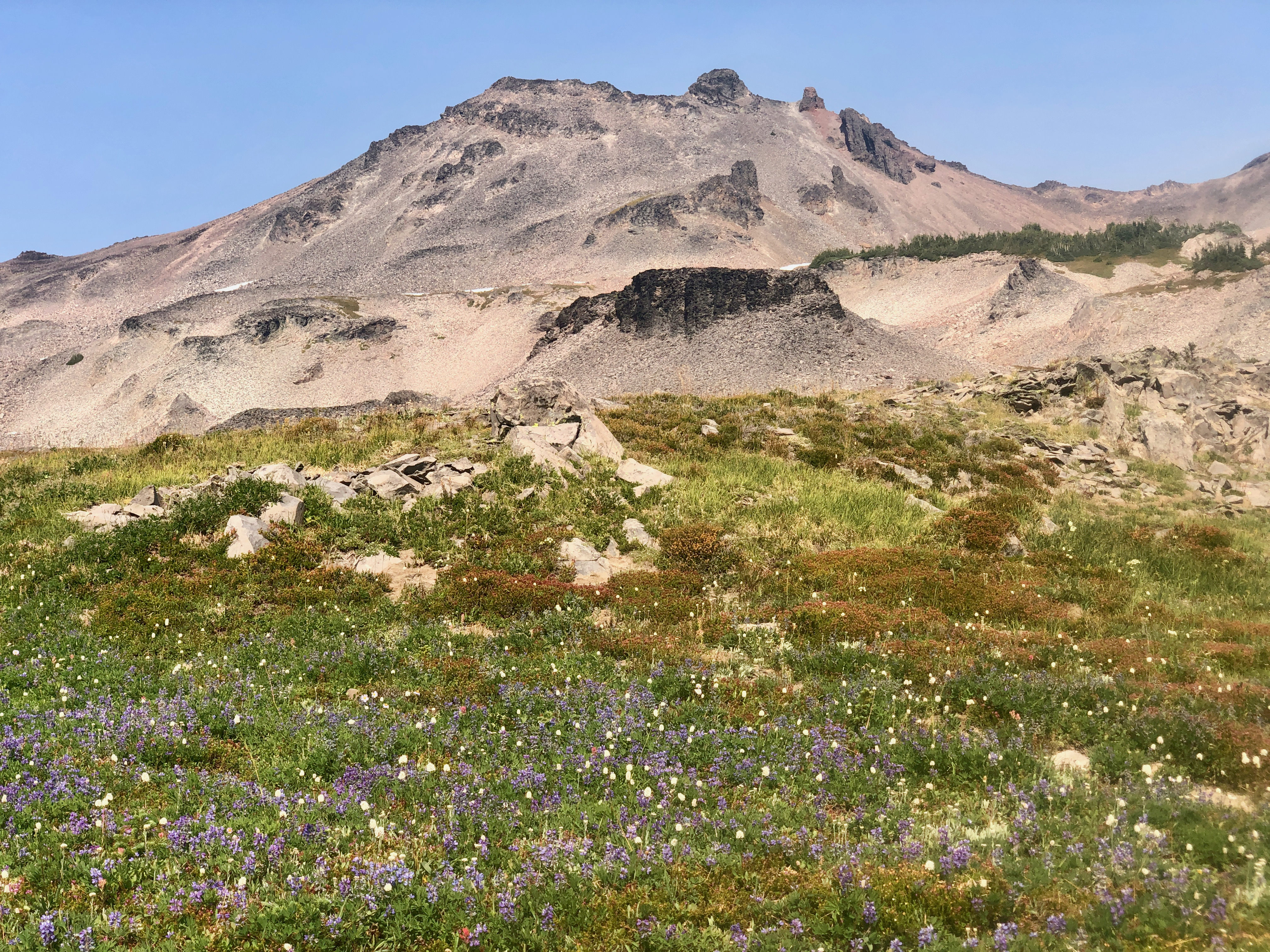 It's hard to believe that September can be wildflower season