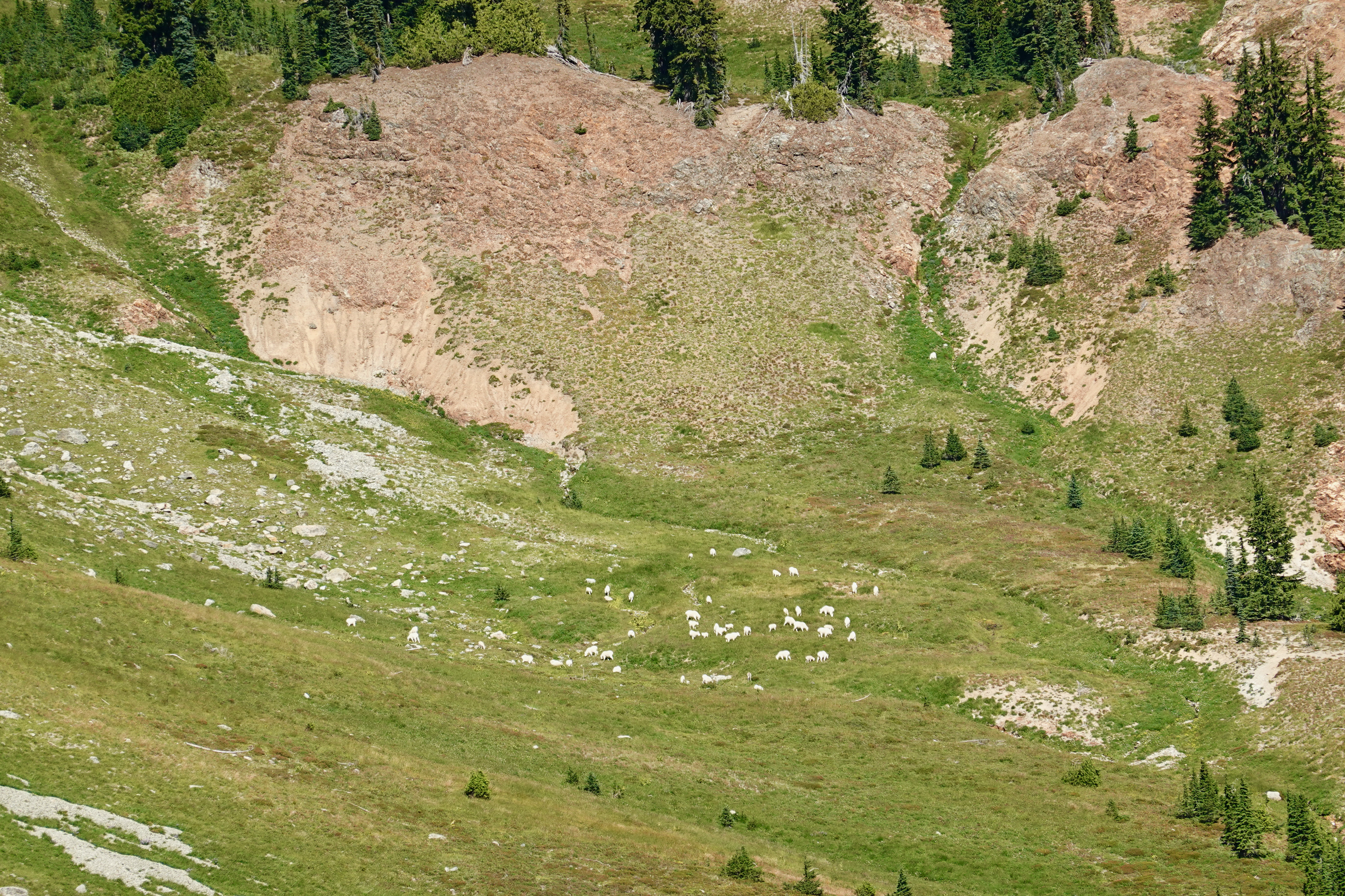A flock of goats on the rocks in the wilderness