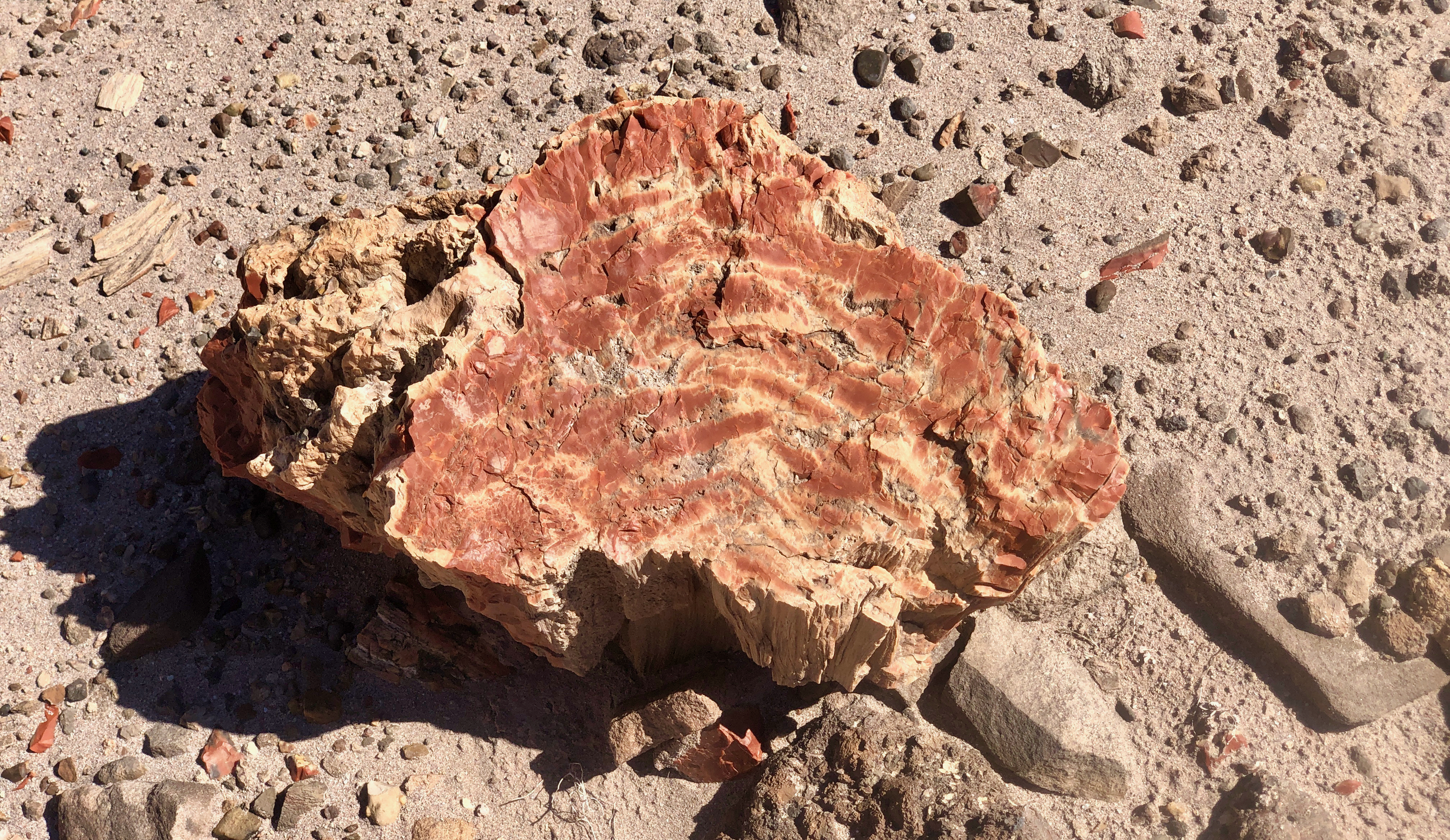 A particularly vibrantly colored piece of petrified wood