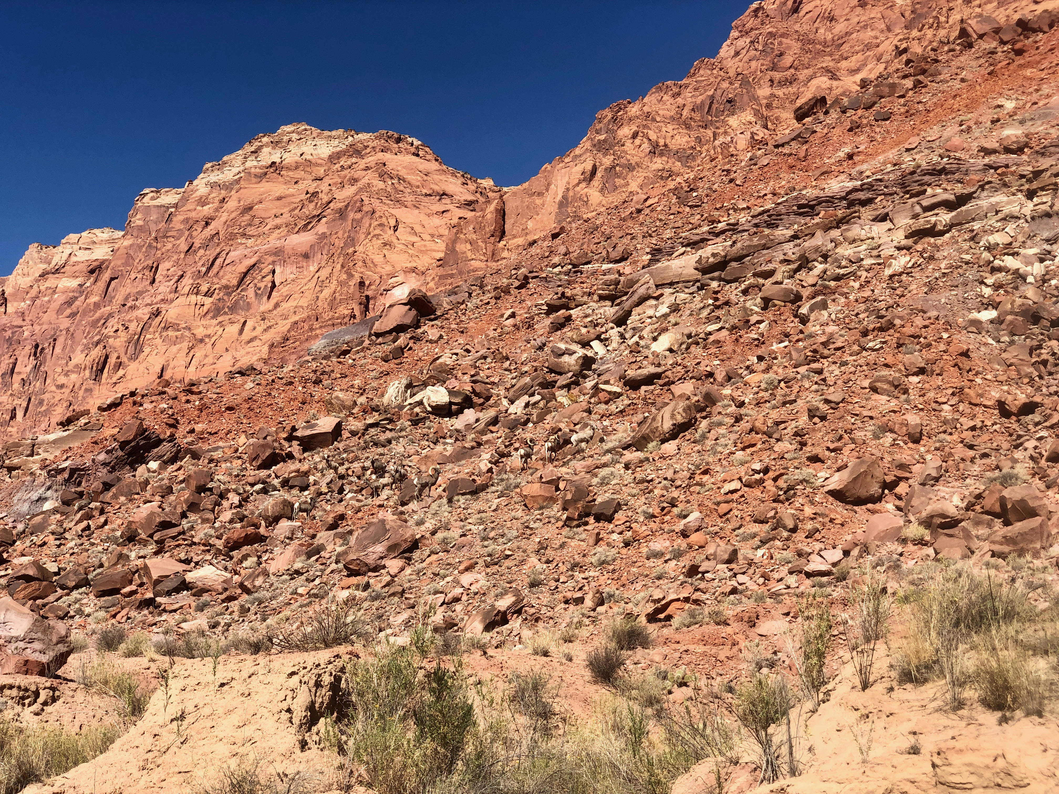 Can you spot the natives?