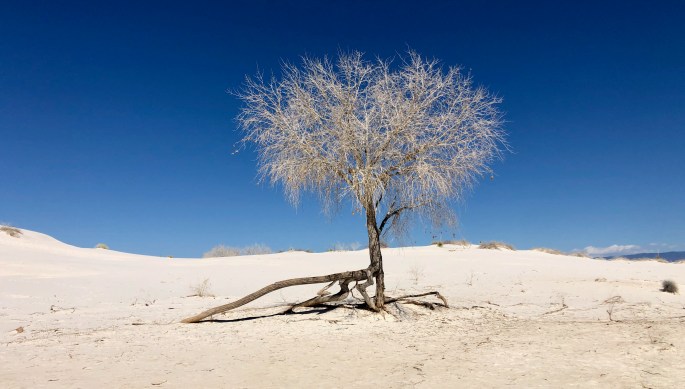 I was thrilled to see the famous White Sands Walking Tree in action