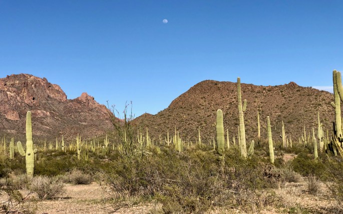 A nice desert scene even if it contains no organ pipe cacti
