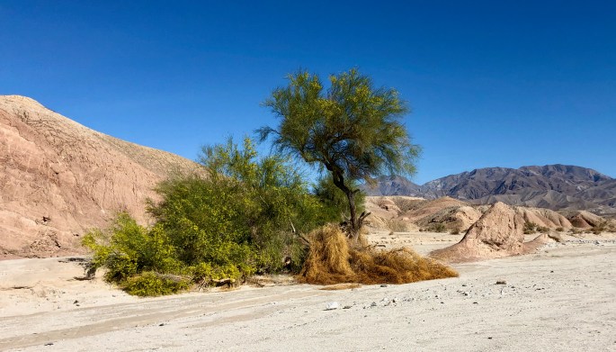 This was an interesting spot.  Note that the tree and bushes were in bloom.