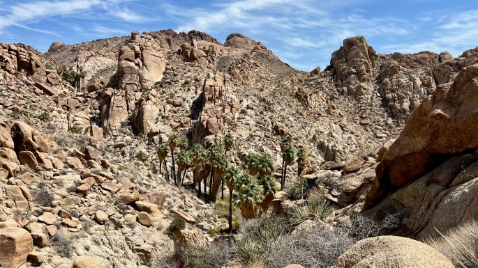 The Lost Palms Oasis.  Note the secret Oasis?