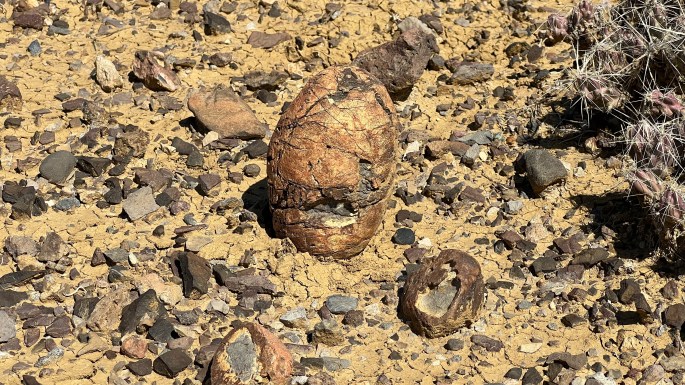 Look ma!  A dinosaur egg.